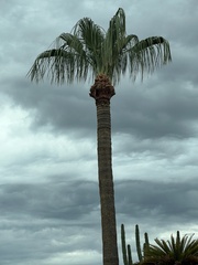 Washingtonia robusta