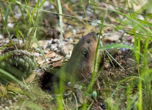 Fulvus Pocket Gopher