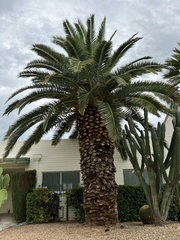 Phoenix canariensis