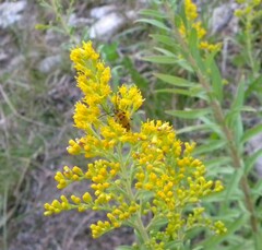 Chauliognathus erratus