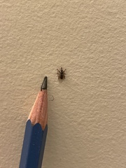 Pachytychius haematocephalus