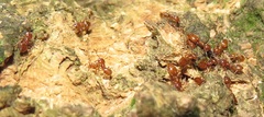 Crematogaster castanea