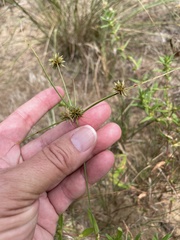 Cyperus grayioides