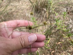 Cyperus grayioides