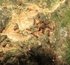 Crematogaster castanea