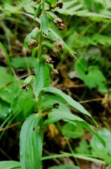 Epipactis papillosa