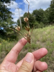 Cyperus schweinitzii