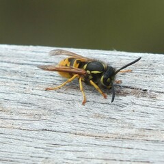 Vespula germanica