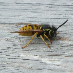 Vespula germanica