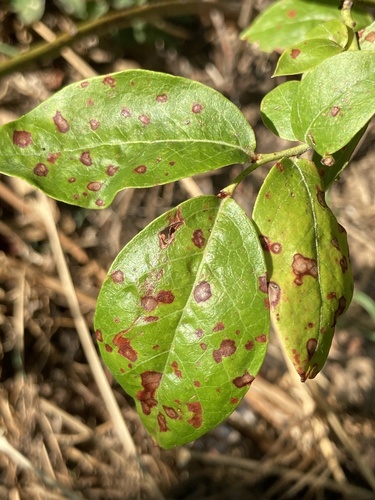 Septoria albopunctata