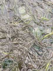Zostera japonica