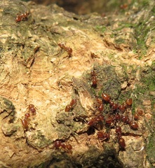 Crematogaster castanea