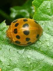 Epilachna tredecimnotata