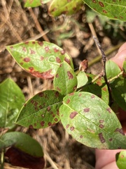 Septoria albopunctata