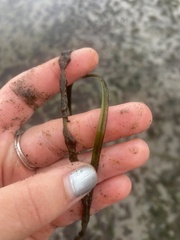 Zostera japonica