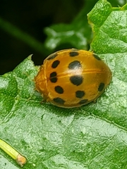 Epilachna tredecimnotata