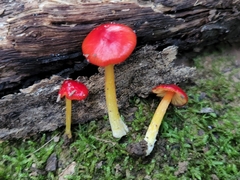 Hygrocybe acutoconica microspora