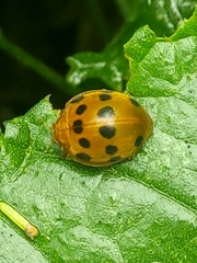 Epilachna tredecimnotata