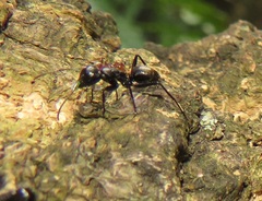 Camponotus arminius