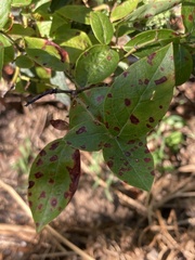 Septoria albopunctata