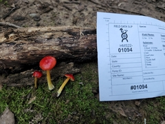 Hygrocybe acutoconica microspora