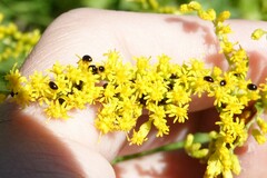 Olibrus semistriatus