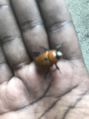 Pelidnota punctata