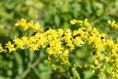 Olibrus semistriatus