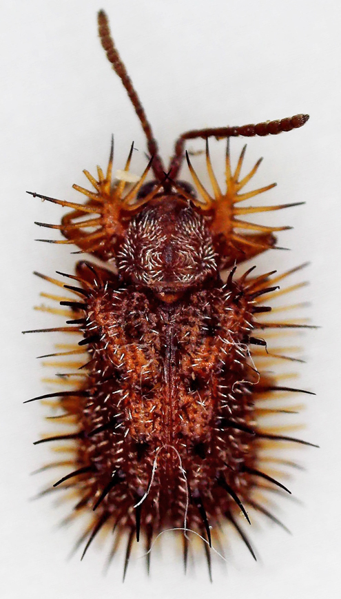 Dicladispa