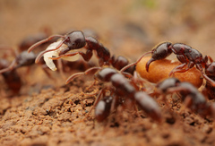 Leptogenys breviceps