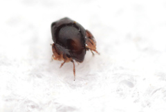 Galumnidae