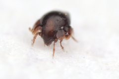 Galumnidae