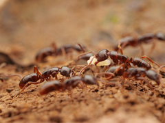 Leptogenys breviceps