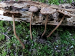 Inocybe nodulosa