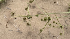 Cyperus grayioides