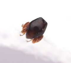 Galumnidae