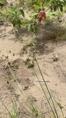 Cyperus grayioides