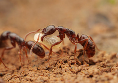 Leptogenys breviceps