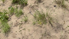 Cyperus grayioides