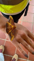 Eacles mayi