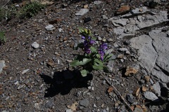 Penstemon glaber brandegeei