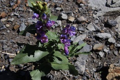 Penstemon glaber brandegeei