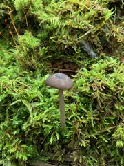 Entoloma fuscosquamosum