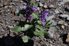 Penstemon glaber brandegeei