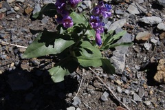 Penstemon glaber brandegeei