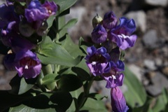 Penstemon glaber brandegeei