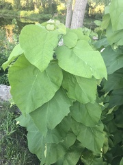 Magnoliopsida