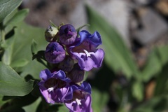 Penstemon glaber brandegeei