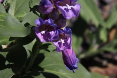 Penstemon glaber brandegeei