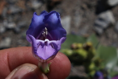 Penstemon glaber brandegeei